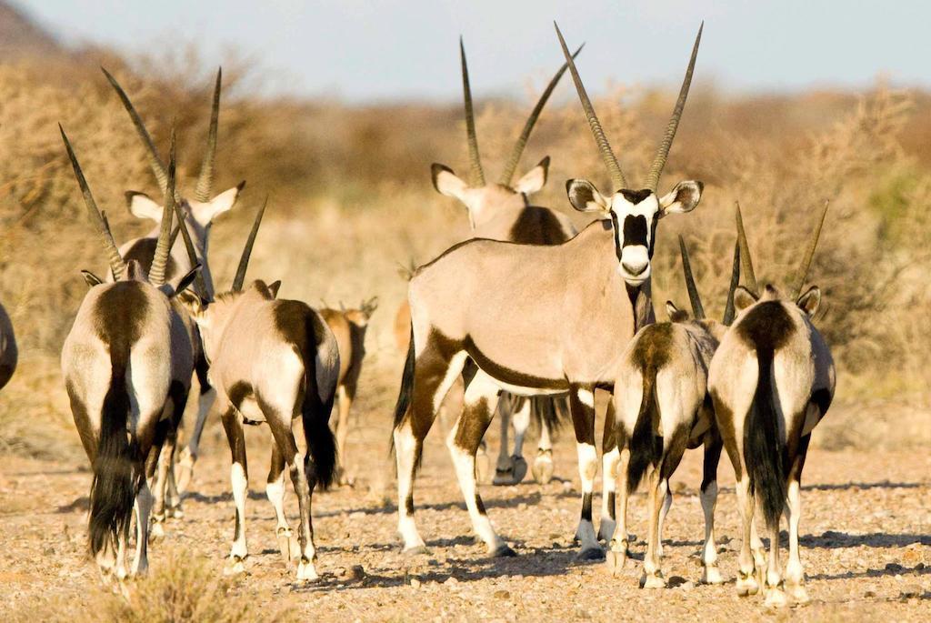 Tutwa Desert Lodge Augrabies Eksteriør bilde