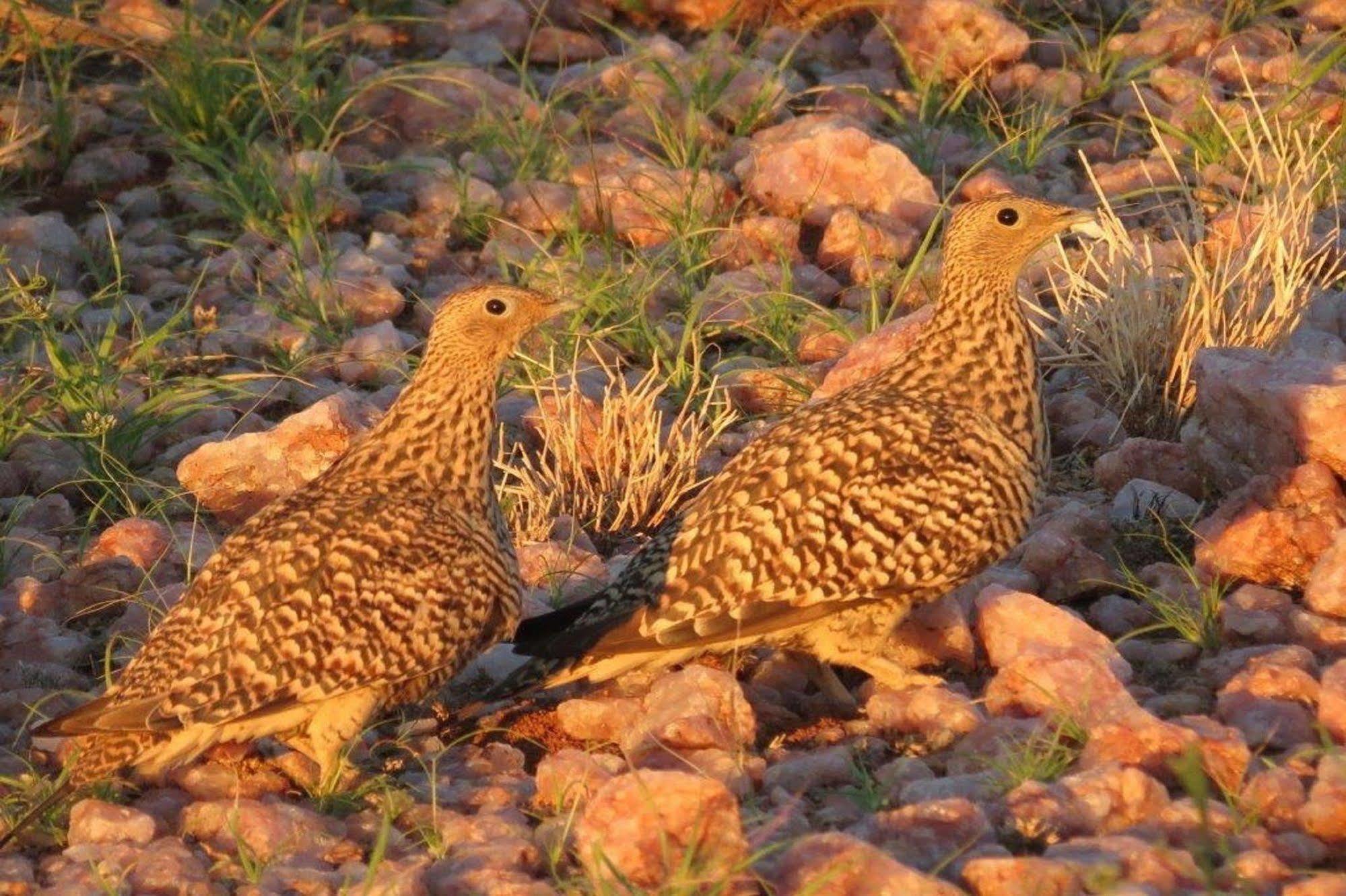 Tutwa Desert Lodge Augrabies Eksteriør bilde