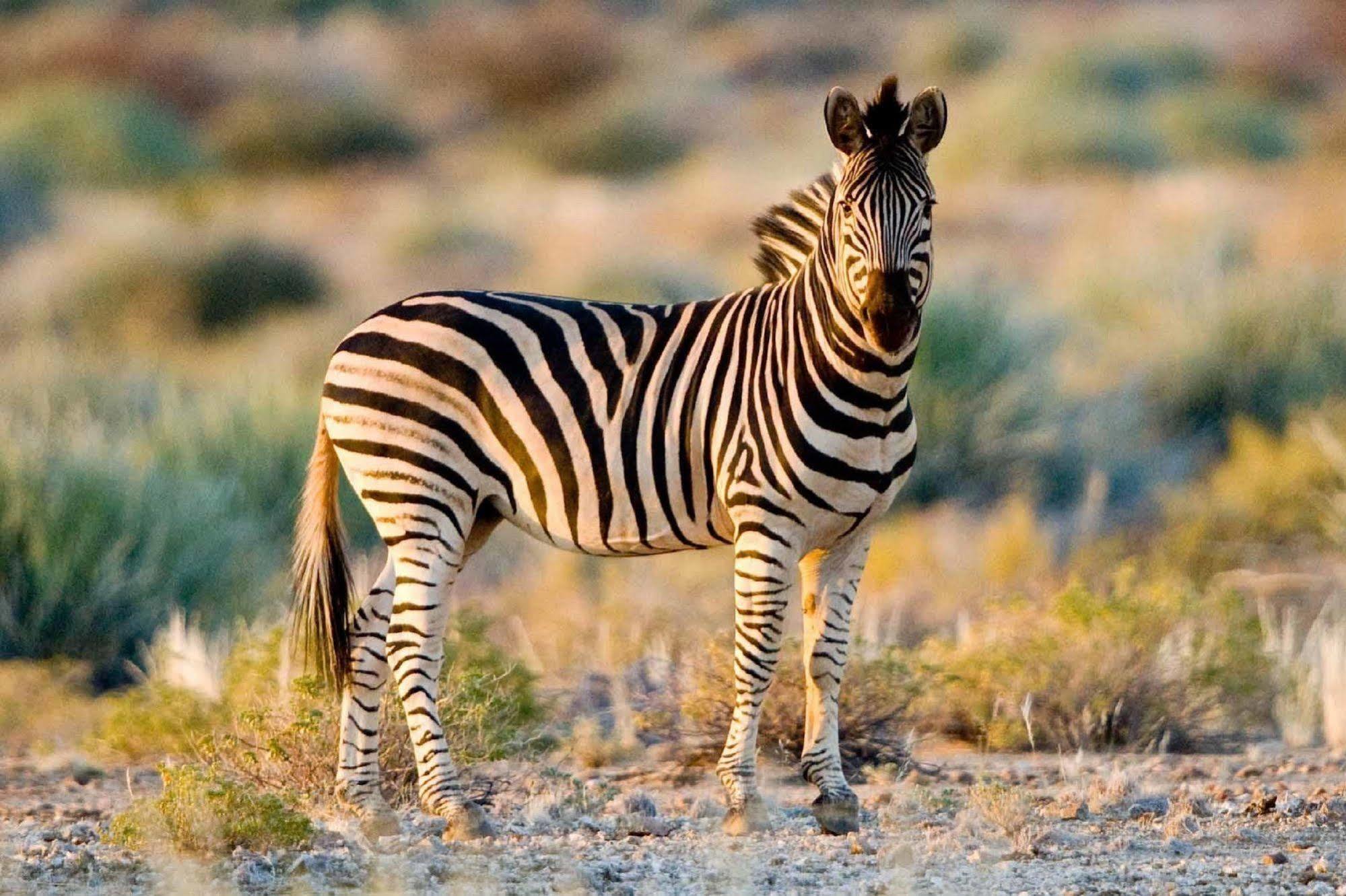 Tutwa Desert Lodge Augrabies Eksteriør bilde